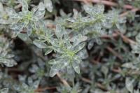 Amaranthus blitoides