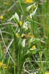 Cephalanthera damasonium