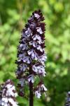 Orchis purpurea