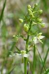 Platanthera chlorantha