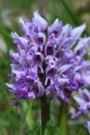 Orchis simia