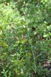 Cephalanthera damasonium