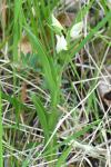 Cephalanthera damasonium