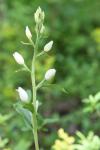 Cephalanthera damasonium