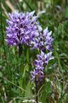 Orchis simia