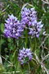 Orchis simia