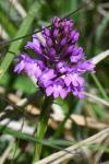 Anacamptis pyramidalis