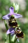 Ophrys holosericea