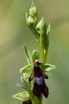 Ophrys insectifera
