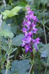 Orchis mascula