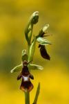 Ophrys insectifera