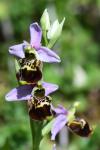 Ophrys holosericea