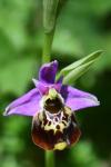 Ophrys holosericea