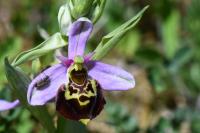 Ophrys holosericea