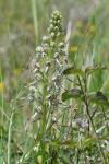 Himantoglossum hircinum