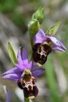 Ophrys holosericea