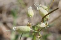 Silene vulgaris