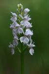 Dactylorhiza maculata