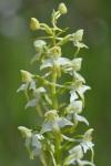 Platanthera chlorantha