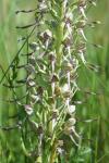 Himantoglossum hircinum