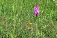 Anacamptis pyramidalis