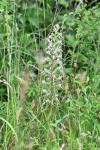 Himantoglossum hircinum