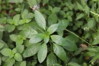 Ludwigia peploides