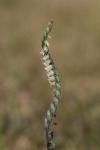 Spiranthes spiralis