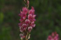 Onobrychis viciifolia