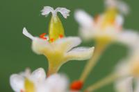 Reynoutria japonica