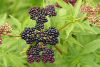 Sambucus ebulus