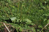 Plantago major