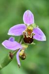 Ophrys apifera