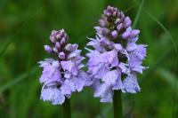 Dactylorhiza maculata