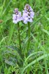 Dactylorhiza maculata
