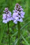 Dactylorhiza maculata