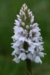 Dactylorhiza maculata