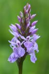 Dactylorhiza maculata