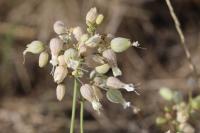 Silene vulgaris