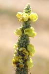 Verbascum densiflorum