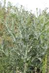 Onopordum acanthium