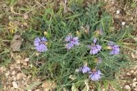 Carthamus mitissimus