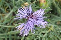 Carthamus mitissimus