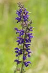 Salvia pratensis