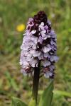 Orchis purpurea