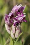 Orchis simia