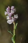 Polygala calcarea