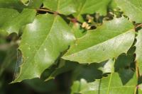 Berberis aquifolium