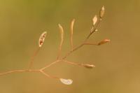 Draba muralis