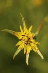 Tragopogon pratensis